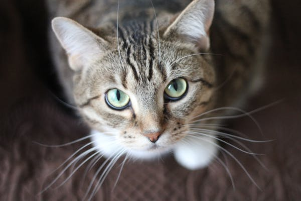 Close-up of gray cat