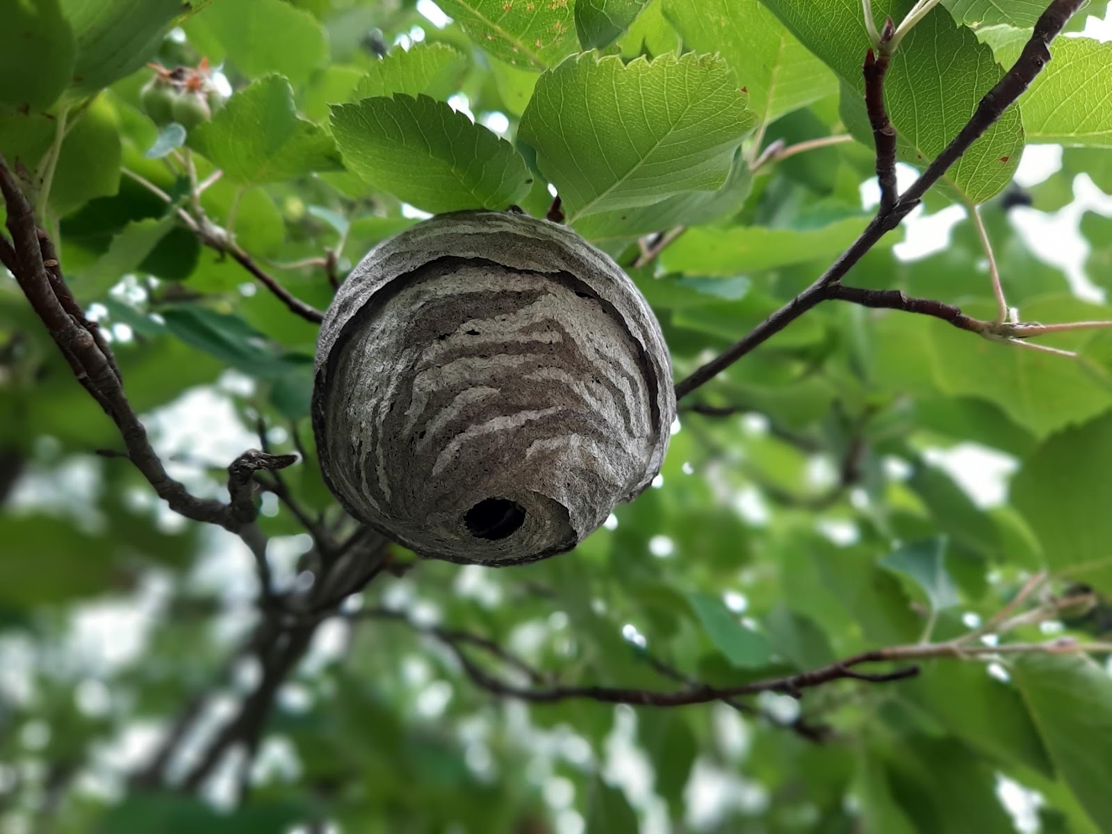 Locating an active wasp nest is the first step to eliminating the pests