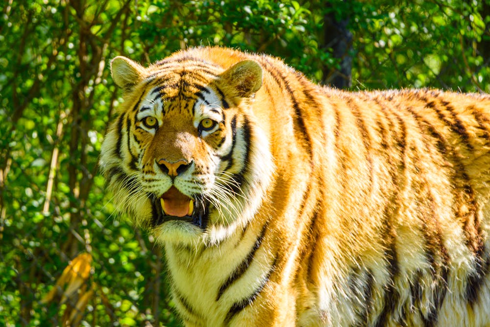 Close-Up of a Majestic Bengal Tiger in Natural Habitat