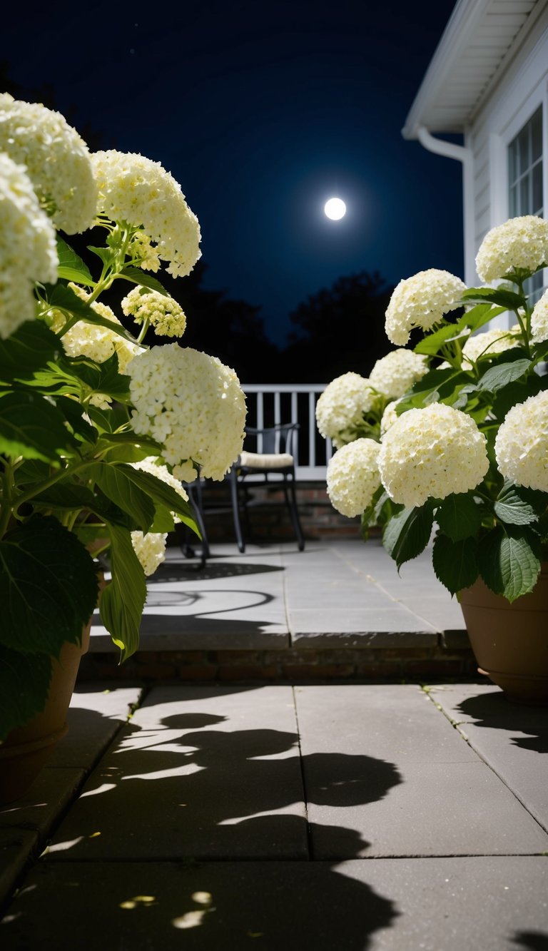 A moonlit patio with white hydrangeas in full bloom, casting soft shadows on the ground. The tranquil scene is illuminated by the gentle glow of the moon