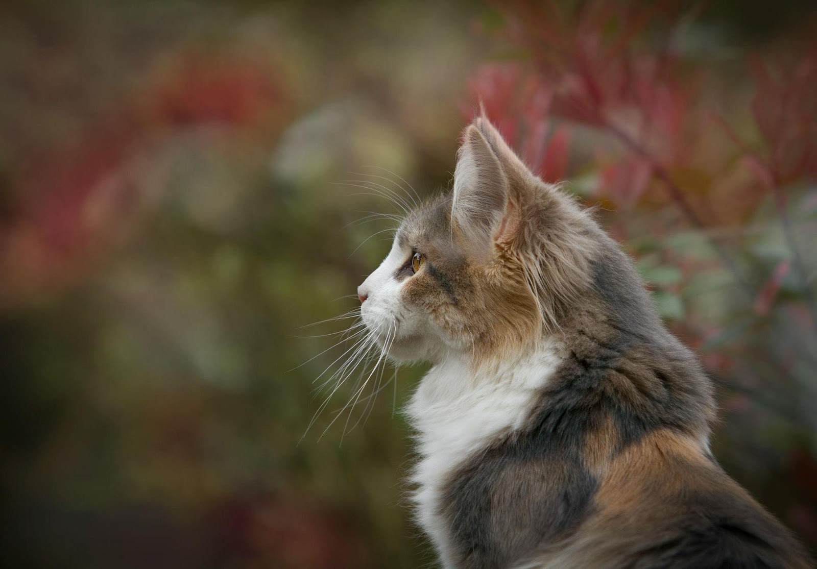 Cat Body Language Signals You're Misreading Completely