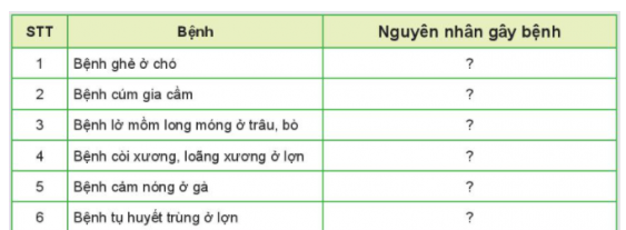 BÀI 11: PHONGFVAF TRỊ BỆNH CHO VẬT NUÔII. VAI TRÒ CỦA PHÒNG, TRỊ BỆNH CHO VẬT NUÔICâu hỏi: Quan sát hình 11.1 và nêu một số biểu hiện bệnh của mỗi loại vật nuôiĐáp án chuẩn:- Hình 11.1a. buồn bã- Hình 11.1b. bại liệt- Hình 11.1c: chảy nước mắtII. MỘT SỐ NGUYÊN NHÂN GÂY BỆNH CHO VẬT NUÔICâu hỏi: Quan sát Hình 11.2, nêu các nguyên nhân chính gây bệnh cho vật nuôi và cho ví dụ minh họa.Đáp án chuẩn:- Nhiễm khuẩn, virus.- Thừa/thiếu chất dinh dưỡng.- Ký sinh trùng.- Môi trường không hợp vệ sinh.Câu hỏi: Điền nguyên nhân gây bệnh tương ứng với từng bệnh vào bảng dưới đây:Đáp án chuẩn:STTBệnhNguyên nhân gây bệnh1Bệnh ghẻ ở chóĐộng vật kí sinh (ve, rận, giun, sán..) 2Bệnh cúm gia cầmVi sinh vật gây bệnh (vi khuẩn, virus,..) 3Bệnh lở mồm long móng ở trâu, bòVi sinh vật gây bệnh (vi khuẩn, virus,..) 4Bệnh còi xương, loãng xương ở lợnThừa hoặc thiếu chất dinh dưỡng; thức ăn không an toàn 5Bệnh cảm nắng ở gàMôi trường sống không thuận lợi (quá nóng, quá lạnh) 6Bệnh tụ huyết trùng ở lợnVi sinh vật gây bệnh (vi khuẩn, virus,..) Câu hỏi: Sử dụng internet, sách, báo để tìm ra nguyên nhân, biểu hiện và tác hại của một số bệnh do vi sinh vật gây ra trên vật nuôi. Tại sao bệnh do vi sinh vật lại nguy hiểmĐáp án chuẩn:- Nguyên nhân: Môi trường ô nhiễm, thức ăn bẩn, lây nhiễm.- Biểu hiện: Lở loét, tiêu chảy, sốt...- Hậu quả: Chết, tốn kém, lây lan nhanh.III. MỘT SỐ BIỆN PHÁP PHÒNG, TRỊ BỆNH CHO VẬT NUÔI1. Phòng bệnh cho vật nuôiCâu hỏi: Quan sát Hình 11.3 và nêu một số biện pháp phòng bệnh cho vật nuôiĐáp án chuẩn:- Hình 11.3a:  Cho vật nuôi ăn uống đầy đủ thức ăn.- Hình 11.3b: Chăm sóc vật nuôi- Hình 11.3c: Vệ sinh môi trường sạch sẽ- Hình 11.3d: Tiêm phòng vaccine đầy đủ theo quy định.Câu hỏi: Sử dụng internet, sách, báo,... để tìm hiểu về tác dụng của một số loại vaccine trong phòng bệnh cho vật nuôi.Đáp án chuẩn:- Vacxin H5N1 phòng chống cúm gia cầm .- Vaccine LMLM AVAC-V6 FMD Emulsion type O phòng bệnh lở mồm long móng cho gia súc.- Vaccine Veorab phòng bệnh dại cho động vật.2. Trị bệnh cho vật nuôiCâu hỏi: Nêu một số biện pháp trị bệnh cho vật nuôi và ý nghĩa của các biện pháp đóĐáp án chuẩn:- Kháng sinh: tiêu diệt vi khuẩn.- Thuốc trợ sức: tăng sức đề kháng.- Phẫu thuật: trị bệnh nặng.LUYỆN TẬPCâu hỏi: Việc nào sau đây là nên và không nên làm khi vật nuôi có dấu hiệu bị bệnh?Đáp án chuẩn:- Việc nên làm khi vật nuôi có dấu hiệu bị bệnh: 1,3,4- Việc không nên làm khi vật nuôi có dấu hiệu bị bệnh: 2,5,6Câu hỏi: Khi quan sát một đàn vật nuôi, em có thể nhận biết được vật nuôi bị bệnh không? Vật nuôi bị bệnh thường có biểu hiện như thế nào?Đáp án chuẩn:Khi quan sát một đàn vật nuôi, em có thể nhận biết được vật nuôi bị bệnh qua một số trạng thái sinh lí không bình thường của vật nuôi, thường có những biểu hiện như buồn bã, chậm chạp. giảm hoặc bỏ ăn, sốt, chảy nước mắt, nước mũi, tiêu chảy, ho, bại liệt,..VẬN DỤNG