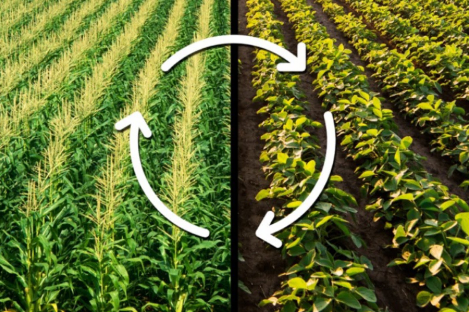 Crop Rotation Advantages : Better Soil, Better Crops