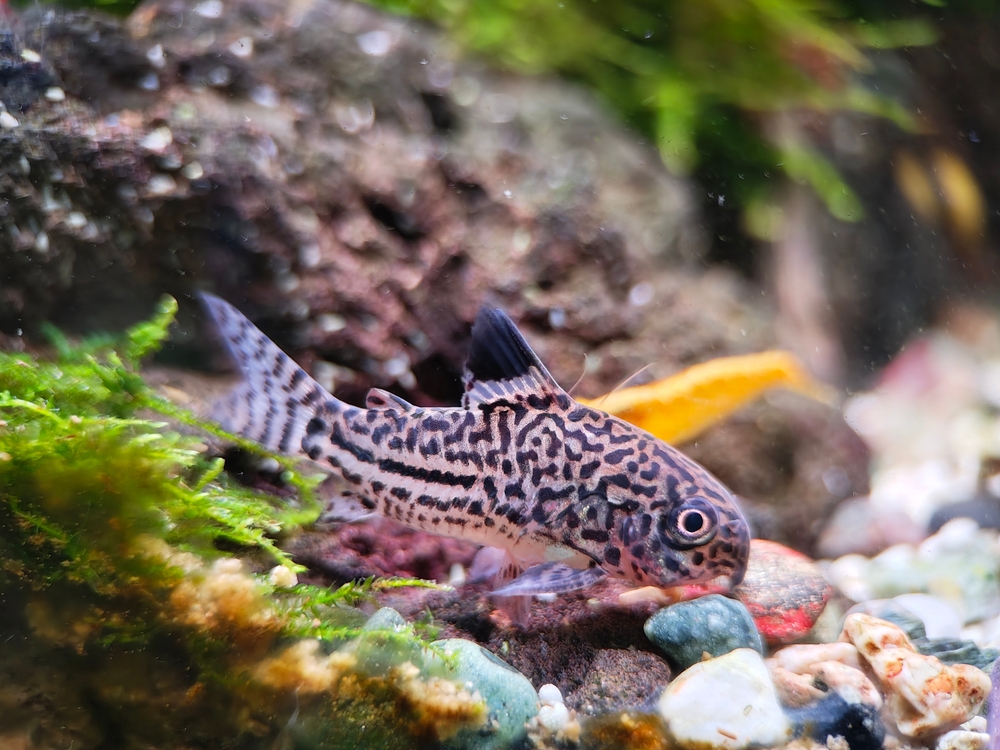 Julii cory fish.