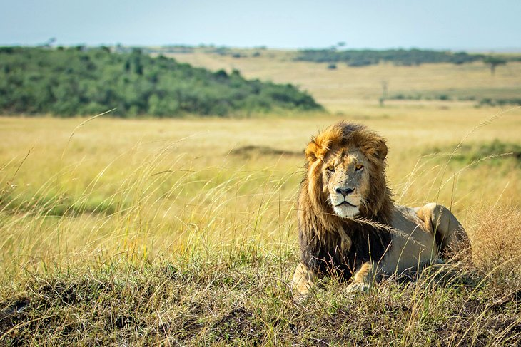 Masai Mara Games Reserve - Best Places to Visit in Kenya