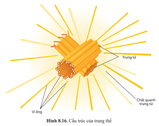 BÀI 8 - CẤU TRÚC TẾ BÀO NHÂN THỰC