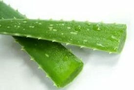 aloe vera