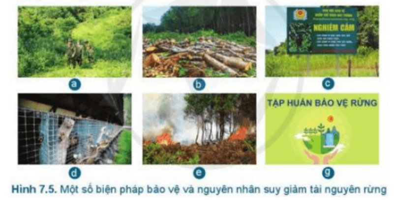 BÀI 7.BẢO VỆ RỪNGMỞ ĐẦUCâu hỏi: Các hình ảnh trong Hình 7.1 có liên quan gì đến việc mất rừng?Đáp án chuẩn:- Hình a : Gây biến đổi khí hậu: hạn hán- Hình b : Gây sạt nở đất- Hình c : Gây lũ lụt 1.TÌNH HÌNH RỪNG Ở VIỆT NAMCâu hỏi : Quan sát hình 7.2 và cho biết tình hình rừng ở nước ta diễn biến như thế nào ?Đáp án chuẩn:Tình hình rừng tự nhiên ổn định, rừng trồng tăng dần theo các nămLuyện tập : Dựa vào hình 7.3, em hãy nêu nguyên nhân, hậu quả của việc mất rừng ở nước ta.Đáp án chuẩn:- Do cháy rừng, chặt phá rừng bừa bãi, sạt lở, mưa lũ – hạn hán kéo dàiVD.Em sẽ làm gì để góp phần giảm thiểu thiên tai ( lũ lụt, hạn hán,…)Đáp án chuẩn:Tuyên truyền ý thức, không sử dụng sản phẩm từ động vật rừng quý hiếm2. Ý NGHĨA CỦA VIỆC BẢO VỆ RỪNGCâu hỏi: Quan sát Hình 7.4 và cho biết ý nghĩa của việc bảo vệ rừng.Đáp án chuẩn:Điều tiết nước, lưu trữ cacbon, cung cấp thực phẩm cho con ngườiLuyện tập : Vì sao bảo vệ rừng lại giảm thiểu tác động của biến đổi khí hậu?Đáp án chuẩn:Rừng hấp thu khí các-bon-níc, hạn chế tác động của biến đổi khí hậu.3. BẢO VỆ RỪNG