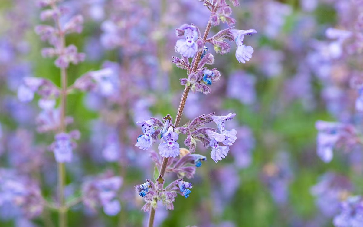 Catmint Botanical Background and History