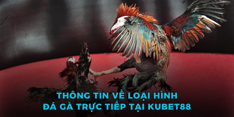 Thông tin về loại hình đá gà trực tiếp tại Kubet88