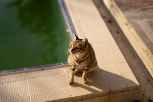 Feline Lifeguards