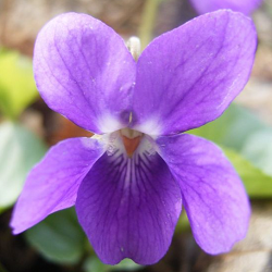 Sweet Violet Flower