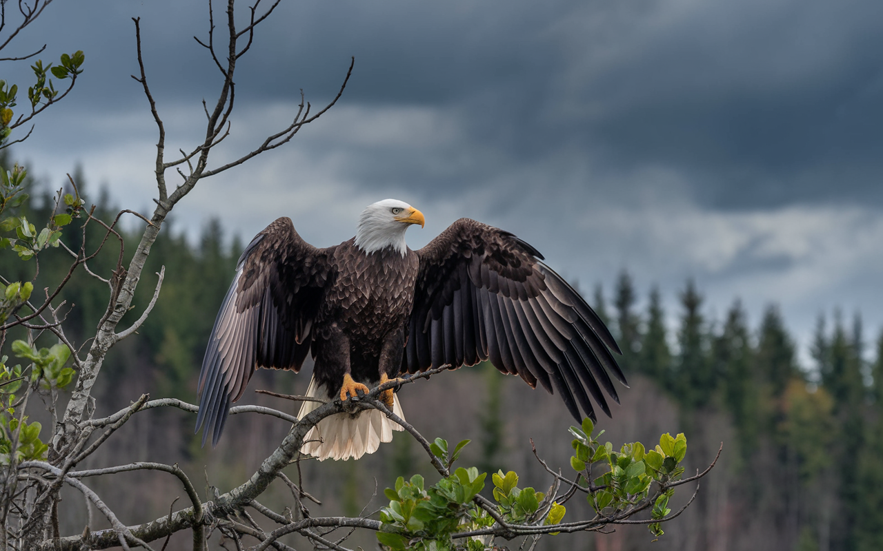 Do Bald Eagles Die from Greed