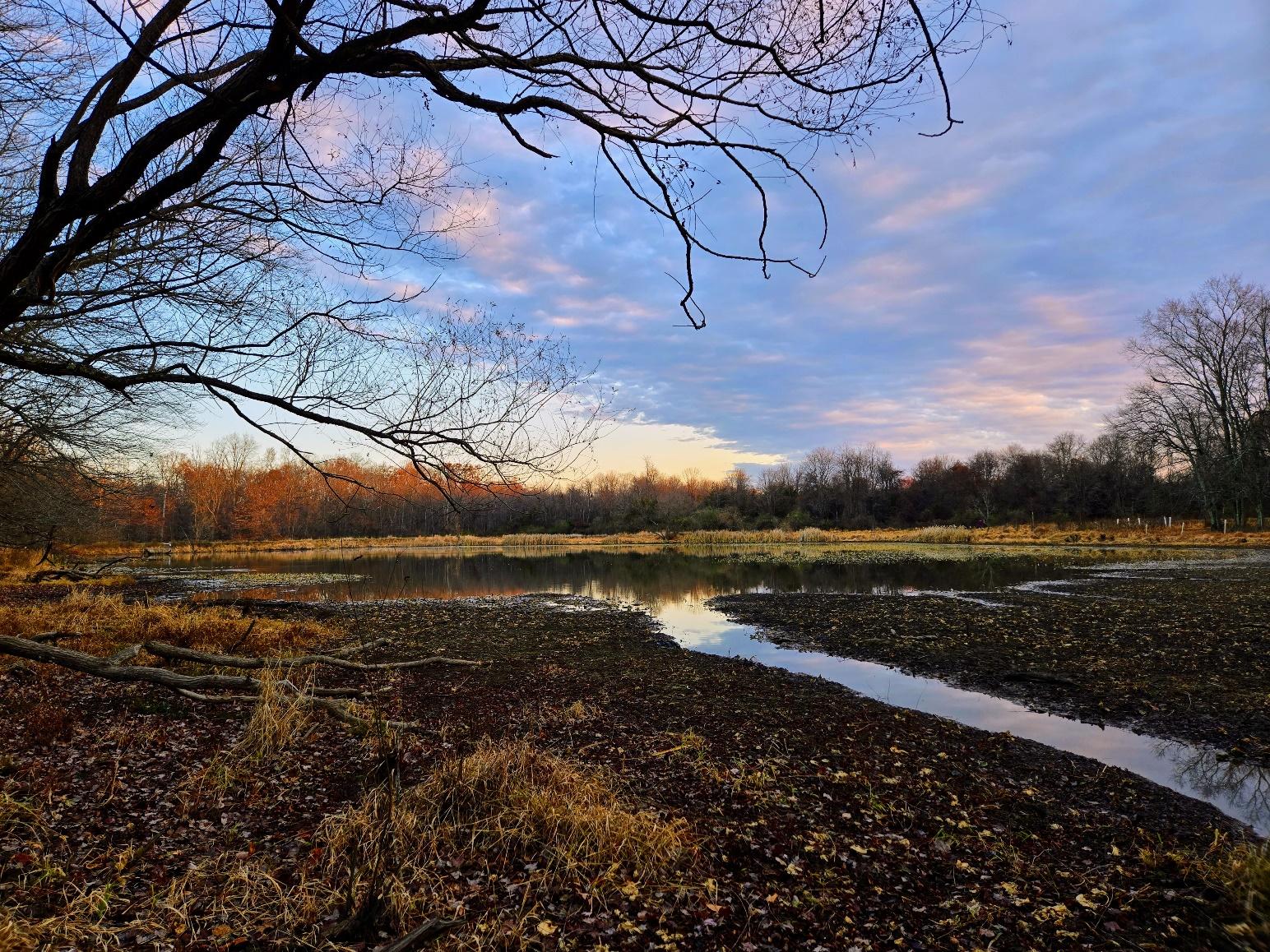 A pond with trees and a tree in the background

Description automatically generated