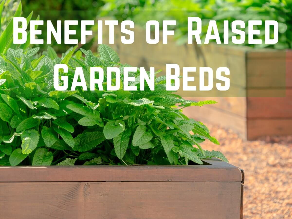 Benefits of Raised Garden Beds