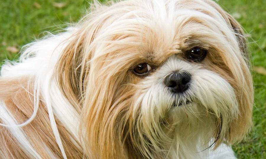 Confira 10 tipos de tosas para Shih-tzu | Petz