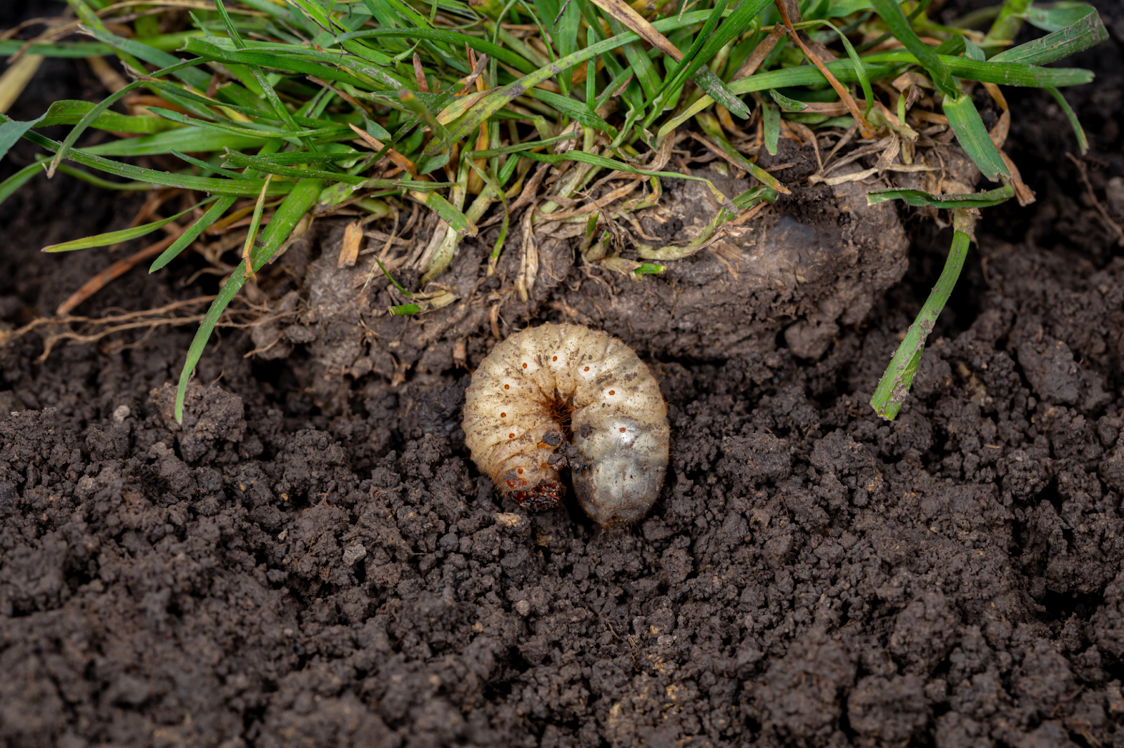 Visible grubs in the soil