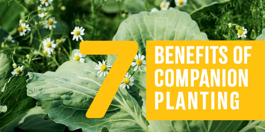 Benefits of Companion Planting