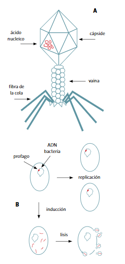 Figura 1