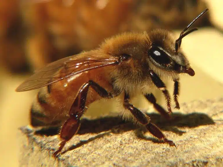 Les sous-espèces d’abeilles et tous les type de croisements - APICULTEUR DÉBUTANT