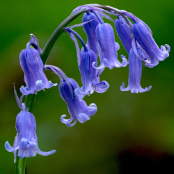 Bluebell flower