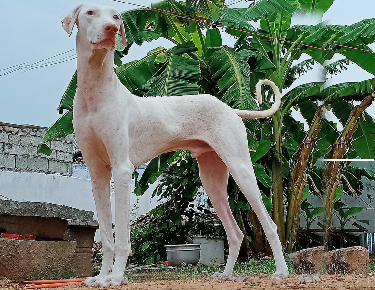 Top Dog Breeds in India That Are Resilient and Loving