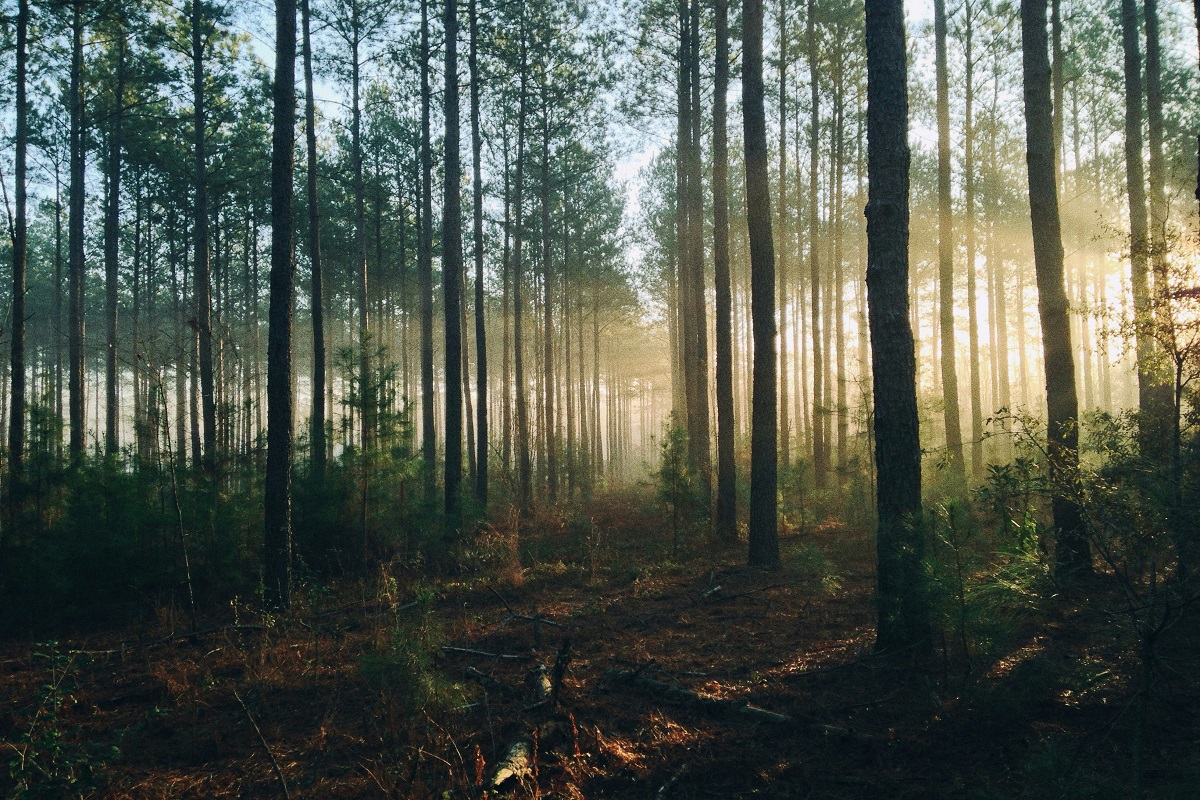 Karura forest 
nairobi east