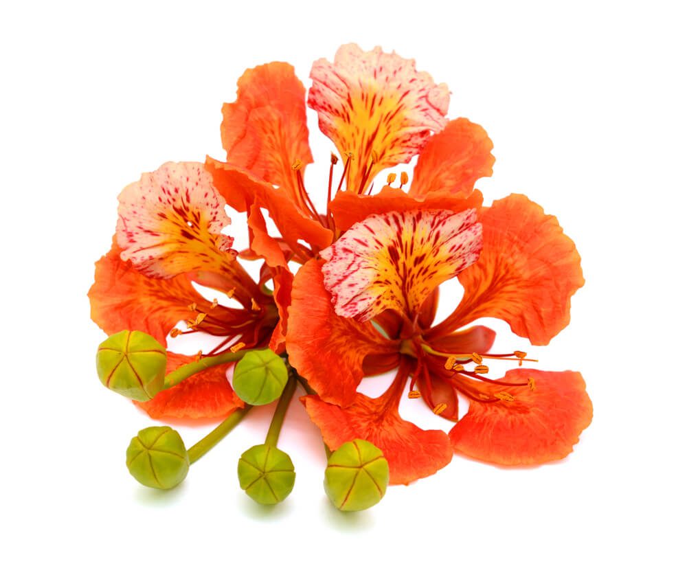 Delonix Regia