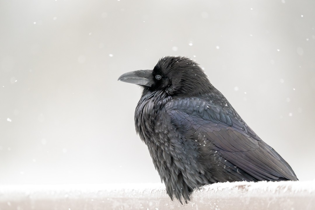 A close-up portrait of a raven perched on a snowy surface, its feathers shimmering with subtle iridescence. Captured by @pointamesandshoot.