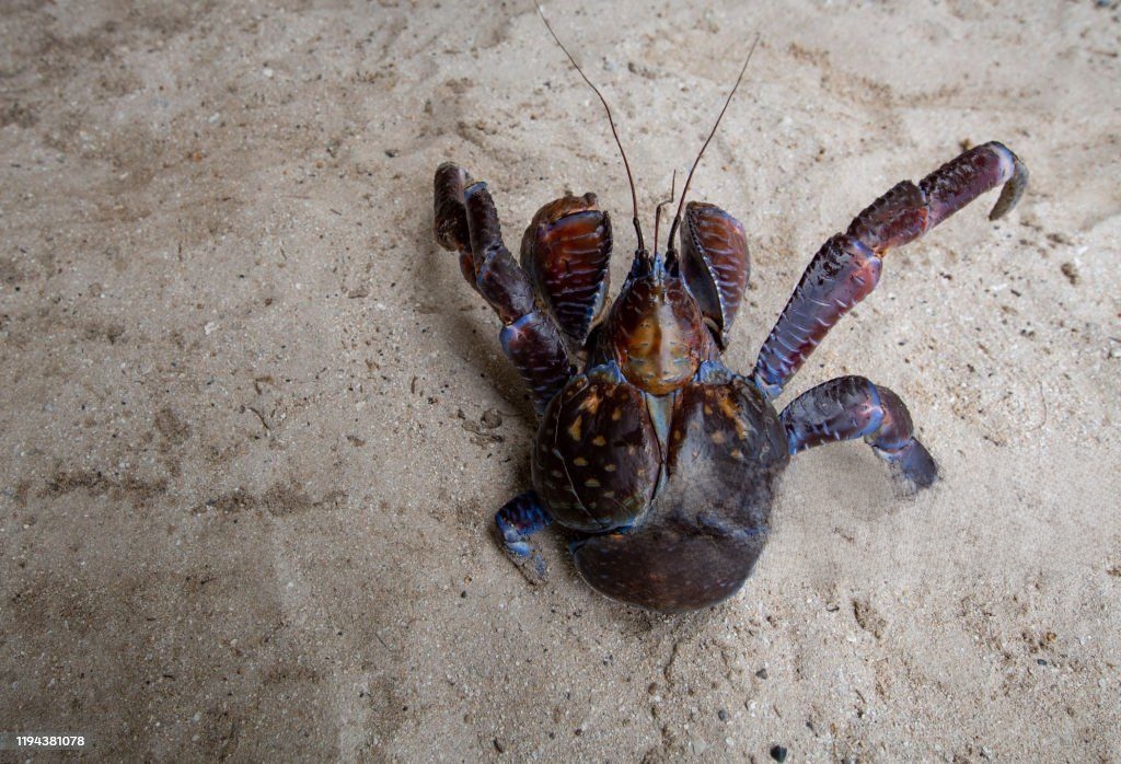 How to Identify Poisonous Crabs
