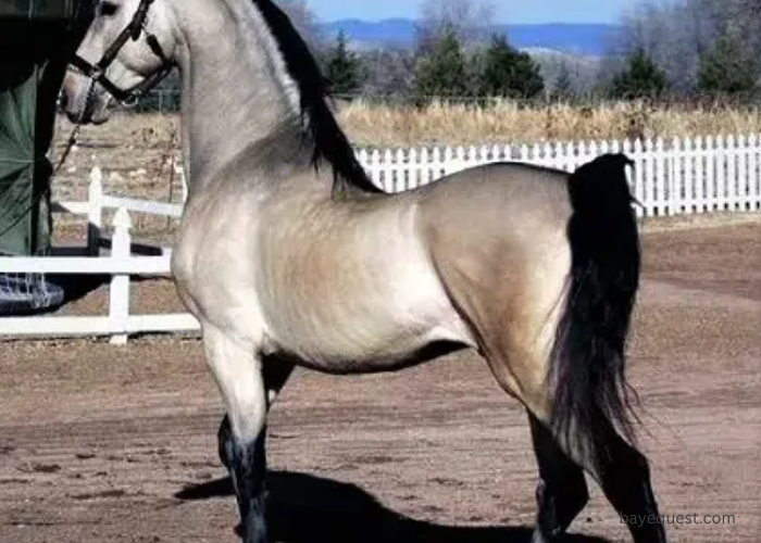 Silver Buckskin Horse