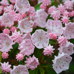 flowers name in punjabi
