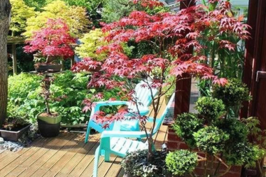 best plants for your michigan deck japanese maple on decking perimeter custom built okemos