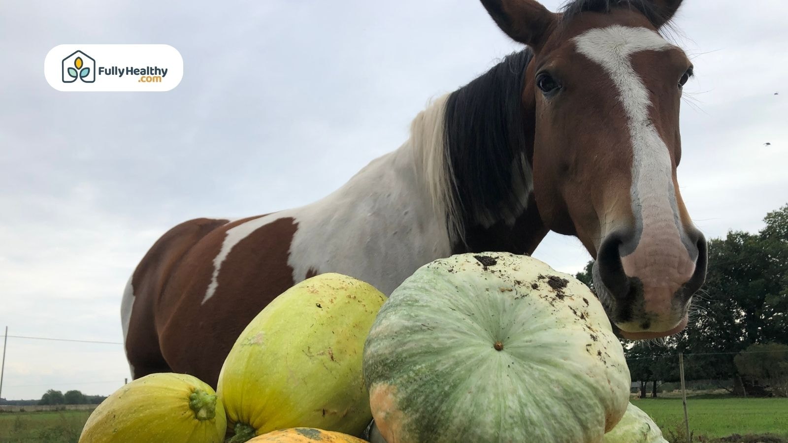 Horse standing behind large pumpkins outdoors