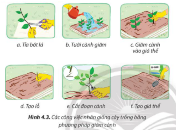 BÀI 4. NHÂN GIỐNG CÂY TRỒNG BẰNG PHƯƠNG PHÁP GIÂM CÀNH1. Khái niệm giâm cànhCâu 1: Quan sát hình 4.1 và cho biết bộ phận nào của cây được sử dụng làm nguyên liệu nhân giống?Đáp án chuẩn:Bộ phận cành cây được sử dụng làm nguyên liệu nhân giống.Câu 2: Cây tạo ra bằng phương pháp giâm cành có ưu điểm gì so với cây được nhân giống từ hạt?Đáp án chuẩn:- Nhân nhanh giống cây trồng- Giữ nguyên được tính trạng tốt mong muốnCâu 3. Các loại cây dễ nhân giống bằng phương pháp giâm cành ở hình 4.2 có những đặc điểm gì?Đáp án chuẩn:Có khả năng ra rễ phụ nhanhCâu 4. Hãy kể thêm những loại cây dễ nhân giống bằng phương pháp giâm cành.Đáp án chuẩn:Ổi, bơ, cam, nho,…Câu 6: Vì sao đoạn cành giâm nên cắt vát và tỉa bớt lá?Đáp án chuẩn:Làm giảm thoát hơi nước nhằm tập trung nước nuôi các tế bào của cành.Câu 7: Cho biết ưu điểm và nhược điểm của từng cách cắm cành giâm vào giá thể.Đáp án chuẩn:- Cắm thẳng vào giá thể.- Cắm nghiêng một góc so với mặt giá thể.Câu 8: Hãy cho biết mỗi công việc ở Hình 4.3 tương ứng với bước nào trong quy trình giâm cành.Đáp án chuẩn:- Quy trình a. Tạo lỗ + f. Tạo giá thể ứng với bước 1. Chuẩn bị giá thể giâm cành.- Quy trình e. Cắt đoạn cành + a. Tỉa bớt lá ứng với bước 2. Chuẩn bị cành giâm.- Quy trình c. Giâm cành vào giá thể ứng với bước 3. Giâm cành vào giá thể- Quy trình b. Tưới cành giâm ứng với bước 4. Chăm sóc cành giâm.2.2. Thực hành nhân giống cây rau muống bằng phương pháp giâm cànhVận dụng: Em hãy thực hiện theo quy trình đã học để nhân giống cây rau muốn bằng phương pháp giâm cànhĐáp án chuẩn:Em nghiên cứu kĩ các bước trong quy trình nhân giống cây rau muống bằng phương pháp giâm cành (SGK-tr24,25) để thực hành nhân giống cây rau muống bằng phương pháp giâm cành tại nhà.Luyện tậpCâu 1. Quan sát Hình 4.4 và trả lời các câu hỏi sau:a. Hình a, b hay c mô tả phương pháp giâm cành?b. Phương pháp giâm cành khác với phương pháp còn lại như thế nào?Đáp án chuẩn:a. Hình c mô tả phương pháp giâm cành.b. Phương pháp giâm cành khác với các phương pháp khác bởi việc sử dụng một đoạn cành từ cây mẹ để tạo ra cây mới với các đặc tính giống hệt cây mẹ.Câu 2: Thân cây sắn sau khi thu hoạch sẽ được cắt thành các đoạn ngắn để làm giống cho vụ tiếp theo. Đoạn thân sắn nào trong Hình 4.5 đạt yêu cầu kĩ thuật làm cành giâm? Vì sao?Đáp án chuẩn:Đoạn thân 20cm đáp ứng yêu cầu kĩ thuật làm cành giâm, từ cây mẹ khỏe, không mầm bệnh, không quá non hoặc quá già. Còn đoạn thân 10cm là cành non và không đáp ứng yêu cầu kĩ thuật.Vận dụng