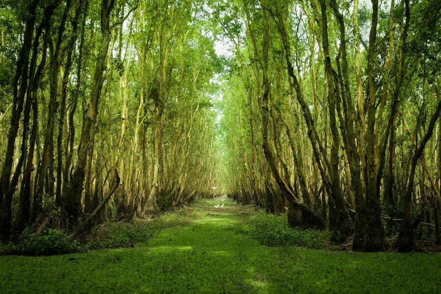 Xeo Quyt Forest has long become an attractive destination. Source: Vn Travel Live