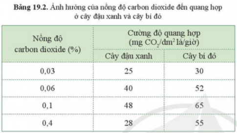 BÀI 19. CÁC YẾU TỐ ẢNH HƯỞNG ĐẾN QUANG HỢP MỞ ĐẦUCâu hỏi: Đưa chậu cây hoa giấy trồng ngoài sáng vào trong nhà, em hãy dự đoán hiện tượng xảy ra đối với cây hoa giấy sau 1 thời gian (khoảng một tháng). Dựa vào phương trình tổng quát của quang hợp, cho biết những yếu tố nào ảnh hưởng đến hiện tượng đó.Đáp án chuẩn:Ánh sáng, nước, carbon dioxide, nhiệt độ.I. CÁC YẾU TỐ ẢNH HƯỞNG ĐẾN QUANG HỢP1. Ánh sángCâu 1: Lấy ví dụ cây ưa ánh sáng mạnh và cây ưa ánh sáng yếu.Đáp án chuẩn:- Cây ưa ánh sáng mạnh: cây hoa giấy, cây hoa sứ.- Cây ưa ánh sáng yếu: cây tầm gửi, cây sâm ngọc linh.Câu hỏi 1: Quan sát hình 19.2, cho biết cây nào ưa ánh sáng mạnh và cây nào ưa ánh sáng yếu? Vì sao?Đáp án chuẩn:- Cây ưa sáng yếu: Cây trầu không, vì có phiến lá thường rộng, màu xanh sẫm, cây thấp nhỏ mọc dưới bóng cây khác.- Cây ưa sáng mạnh: Cây bạch đàn, vì có phiến lá nhỏ, màu xanh sáng, thân cây cao lớn, thường mọc ở nơi quang đãng.Vận dụng 1Câu hỏi: Vì sao trong nông nghiệp để tăng năng suất một số loại cây trồng người ta thường dùng đèn chiếu sáng vào ban đêm?Đáp án chuẩn:Để cung cấp đủ cường độ và thời gian chiếu sáng thích hợp để kích thích quá trình quang hợp tích lũy vật chất trong cây → cây sinh trưởng và phát triển tốt.Câu 2: Từ kết quả trong bảng 19.1, cho biết ánh sáng mạnh hay yếu có ảnh hưởng đến quang hợp ở rong đuôi chó như thế nào.Đáp án chuẩn:Ánh sáng mạnh thì cây quang hợp mạnh, giải phóng ra nhiều khí oxygen và ngược lại.Vận dụng 2Câu hỏi: Vì sao nhiều giống cây trồng muốn thu năng suất cao thì không nên trồng cây với mật độ quá dày? Nêu ví dụ?Đáp án chuẩn:Vì trồng quá dày khiến cây thu nhận được ít ánh sáng hơn → quang hợp yếu, chất hữu cơ tạo thành ít hơn → Năng suất thấp.Vận dụng 3Câu hỏi: Vì sao nhiều giống cây cảnh trồng ở chậu để trong nhà vẫn xanh tốt? Nêu ví dụ?Đáp án chuẩn:Vì những cây cảnh này ưa bóng nên khi đặt trong nhà vẫn có thể quang hợp được và phát triển xanh tốt. VD: Cây lưỡi hổ2. Carbon dioxideCâu 3: Đọc thông tin ở bảng 19.2 và cho biết ảnh hưởng của nồng độ carbon dioxide đến quang hợp ở cây đậu xanh và cây bí đỏ.Đáp án chuẩn:Nồng độ CO2 tăng từ 0,03% → 0,1% thì cường độ quang hợp tăng. Nồng độ CO2 tăng lên quá cao (0,4%) thì cường độ quang hợp giảm.Câu 4: So sánh cường độ quang hợp ở cây đậu xanh và cây bí đỏ ở cùng một nồng độ carbon dioxide. Từ đó có thể rút ra kế luận gì?Đáp án chuẩn: Cường độ quang hợp của cây đậu xanh luôn < cây bí đỏ Kết luận: Ở cùng một nồng độ CO2, thì cường độ quang hợp ở mỗi loại cây là khác nhau.3. NướcCâu 5: Nêu ảnh hưởng của nước đến quá trình quang hợp ở cây xanhĐáp án chuẩn:Là nguyên liệu quang hợp ở cây xanh. Cây hấp thụ đủ nước, quang hợp diễn ra bình thường. Cây thiếu nước, quang hợp giảm.Câu hỏi 2: Lấy ví dụ cây có nhu cầu nước khác nhau ở mỗi giai đoạn phát triển?Đáp án chuẩn:Ví dụ: Cây mía khi mới trồng cần tưới nước thường xuyên, đến khi có đốt thì không cần tưới nước nữa.Vận dụng 4Câu hỏi: Kể tên những cây cần nhiều nước, những cây cần ít nước ở địa phương?Đáp án chuẩn:- Cần nhiều nước: cây lúa, cây xu hào, cây ca cao, cây xoài,...- Cần ít nước: cây cọ, cây hoa giấy, cây hải quỳ, cây xương rồng...Vận dụng 5Câu hỏi: Vì sao trong trồng trọt muốn thu được năng suất cao thì cần tưới đủ nước cho cây trồng?Đáp án chuẩn:Vì giúp cây quang hợp hiệu quả → Cây sinh trưởng phát triển tốt, tạo thành nhiều chất hữu cơ giúp thu được năng suất cao.4. Nhiệt độCâu 6: Nêu ảnh hưởng của nhiệt độ đến quá trình quang hợp ở cây xanhĐáp án chuẩn:Khi nhiệt độ quá cao/thấp thì quá trình quang hợp bị giảm hoặc bị ngưng trệ.Câu 7: Đọc thông tin bảng 19.3, cho biết ảnh hưởng của nhiệt độ đến quang hợp ở cây cà chua. Cây quang hợp mạnh nhất ở nhiệt độ nào?Đáp án chuẩn:Ở 13 độ C, cây cà chua quang hợp yếu. Ở 21 độ C, cây cà chua quang hợp mạnh. Ở 35 độ C, cây cà chua ngưng quang hợpCâu 8: Có phải cứ tăng nhiệt độ là cường độ quang hợp sẽ tăng lên không?Đáp án chuẩn:Không phải. Nếu tăng nhiệt độ trên mức trung bình 20-30 độ C, thì quá trình quang hợp bị ngưng trệ.Vận dụng 6Câu hỏi: Vì sao trong thực tiễn người ta cần chống nóng và chống rét cho cây?Đáp án chuẩn:Vì tạo điều kiện nhiệt độ thuận lợi cho quá trình quang hợp, cây sẽ tạo được nhiều chất hữu cơ, giúp cây lớn nhanh và sinh trưởng tốt.II. Ý NGHĨA THỰC TIỄN CỦA VIỆC TRỒNG VÀ BẢO VỆ CÂY XANH.Câu 9: Cho biết hậu quả của việc cháy rừng và chặt phá rừng đầu nguồn.Đáp án chuẩn:Thiên tai, diện tích rừng giảm khiến lượng oxygen giảm, lượng carbon dioxide tăng gây hiện tượng hiệu ứng nhà kính và biến đổi khí hậu.Câu 10: Quan sát hình 19.4 và đọc thông tin mục II, cho biết.a. Vai trò của cây xanh. Các vai trò này do đâu mà có.b. Ý nghĩa việc trồng và bảo vệ cây xanh.Đáp án chuẩn:a. Cung cấp nguyên liệu, nhiên liệu, thuốc chữa bệnh; tổng hợp chất hữu cơ, cung cấp thức ăn và nơi ở cho sinh vật; hút khí CO2 → bắt nguồn từ nhu cầu thực tiễn.b. Giảm thảm hoạ lũ lụt, sạt lở đất; có đủ nguyên nhiên liệu cho quá trình sản xuất; cung cấp đủ thức ăn cho các sinh vật.Câu hỏi 3: Dựa vào phương trình quang hợp, giải thích một số vai trò của cây xanh trong tự nhiênĐáp án chuẩn:Điều hòa không khí, dòng chảy, phòng tránh sạt lở, lũ quét, hạn hán; giúp các sinh vật khác hô hấp, duy trì sự sống.Câu hỏi 4: Nêu ý nghĩa câu thơ của Bác Hồ:  Mùa xuân là tết trồng cây/ Làm cho đất nước càng ngày càng xuân