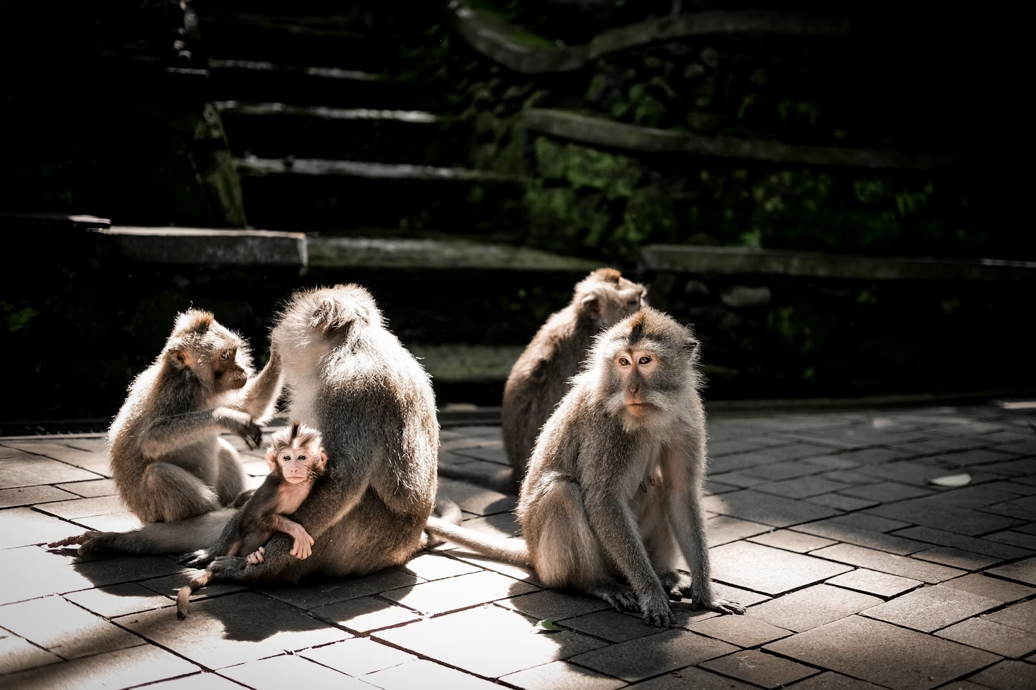 Monkey Forest Ubud