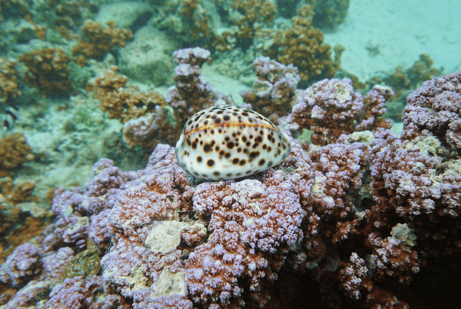 Cowrie snail