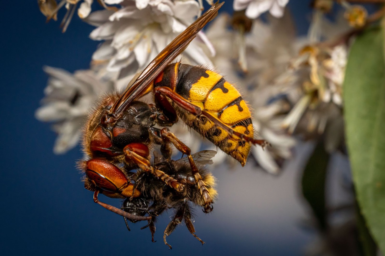 Close up shot of the European hornet eating an insect.