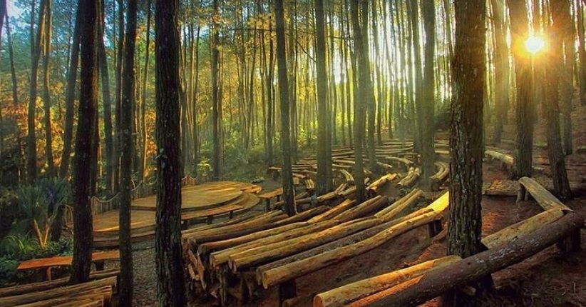 Hutan Pinus Mangunan