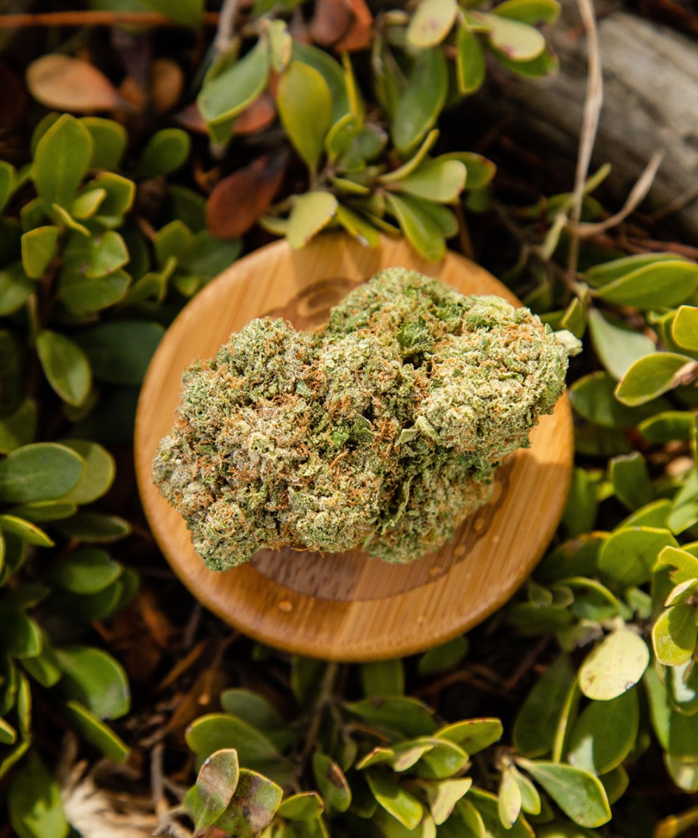 A large nugget of cannabis flower sits on a circular bamboo top and is surrounded by green foliage.