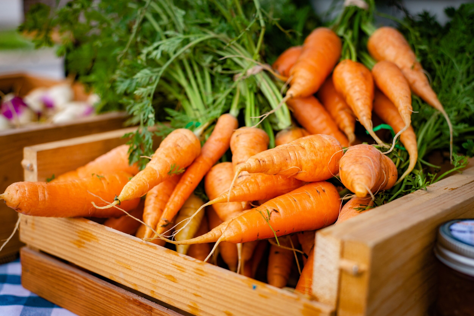 Harvesting Carrots