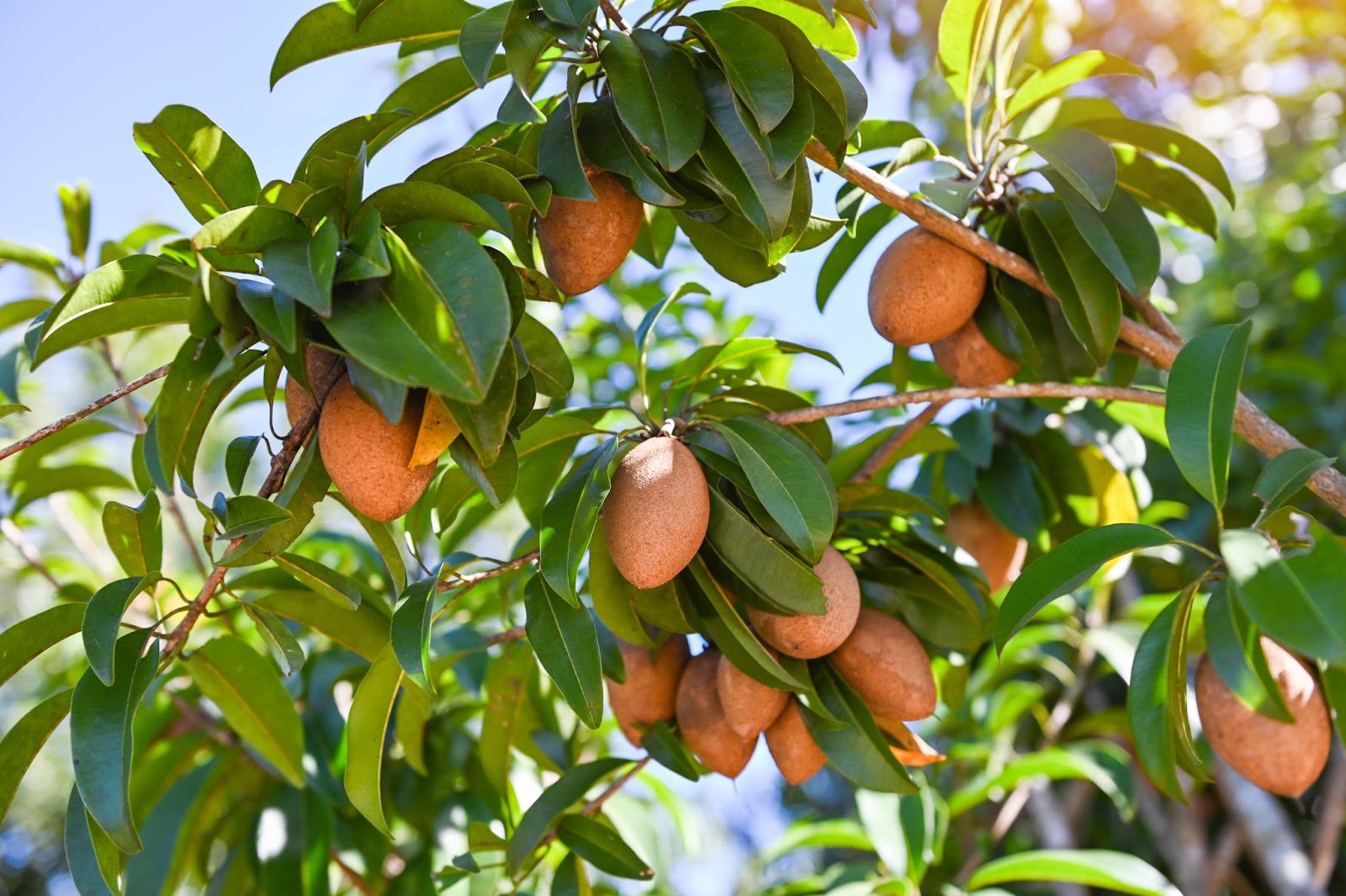 lot of sapotas on the tree 