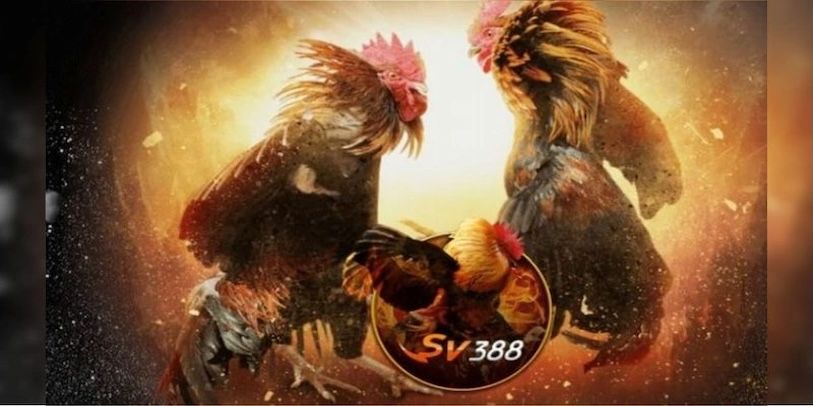 Các bước đơn giản để đặt cược đá gà thành công tại SV388