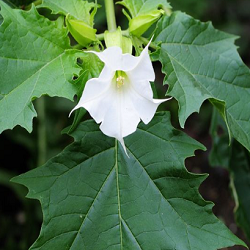 Stramonium Flower