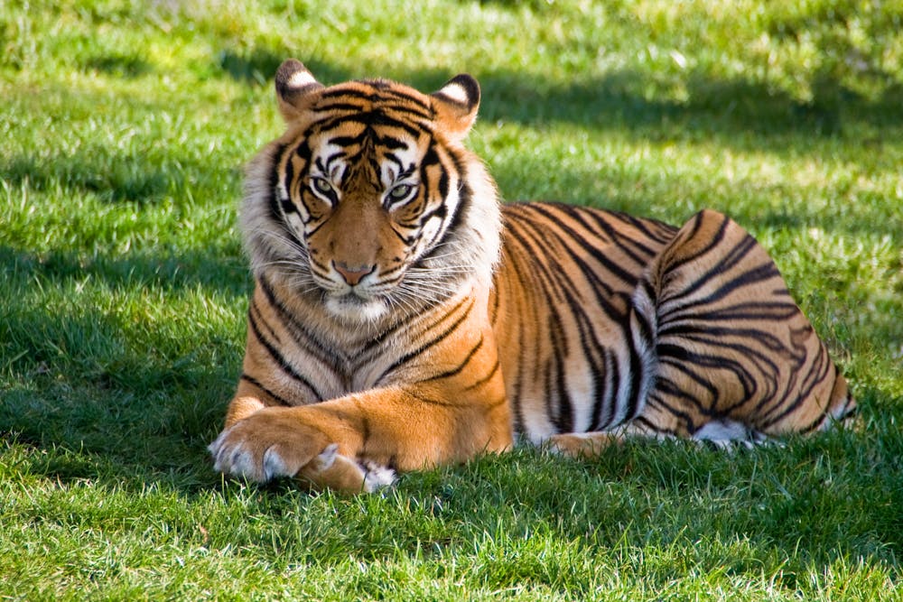 Tiger Resting on the Ground