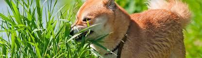 C:\Users\Admin\Pictures\comendo grama.jpg