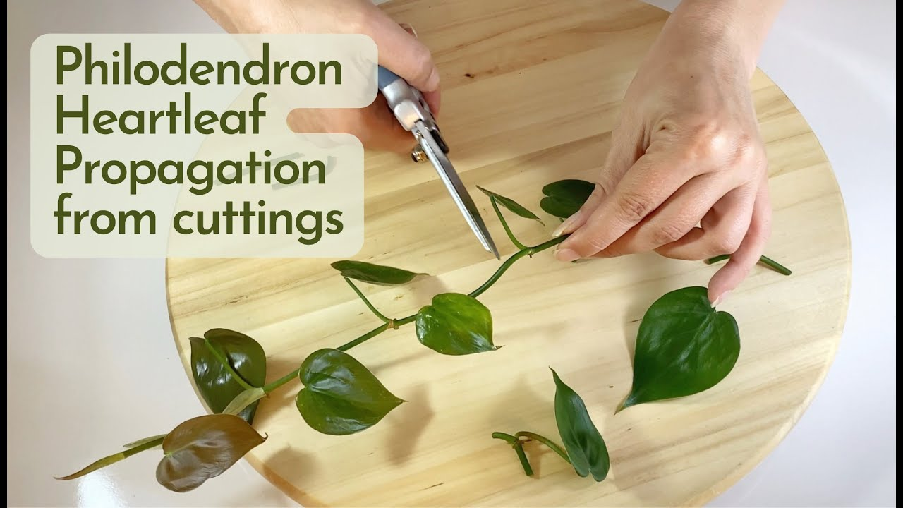 propagate heart leaf philodendron plants