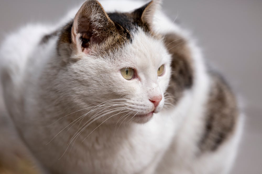 Close-up Portrait of a White and Tabby Cat Outdoors